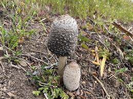 Image result for Coprinus sp.