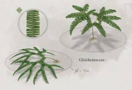 Image result for Gleicheniaceae