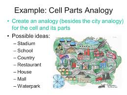 Cell, organelle, endoplasmic reticulum pages: Bellwork 11 2 15 1 What Is A Cell A Cell Is The Basic Unit Building Block Of An Organism 2 What Is The Largest Known Cell The Largest Know Cell Ppt Download