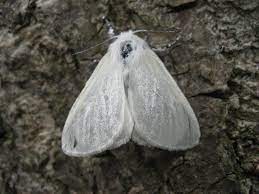 This species is related to the tomato hornworm. White Satin Moth Naturespot