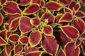 Image result for Coleus rhodesianum