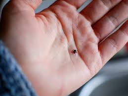 Chronic Lyme Disease Symptoms Diagnosis And Treatment