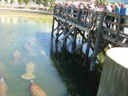 Look for the stacks of the big bend power station and you've arrived. Free The Best Time To View Manatee At Apollo Beach Review Of Tampa Electric S Manatee Viewing Center Apollo Beach Fl Tripadvisor