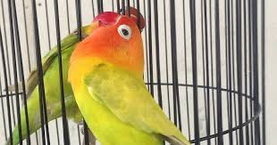 Mencetak lovebird konslet secara cepat bisa menggunakan pakan racikan atau obat doping baik berbentuk minuman maupun serbuk. Racikan Jamu Lovebird Konslet Inilah Cara Membuat Nya Burung Minyak Ikan Kenari