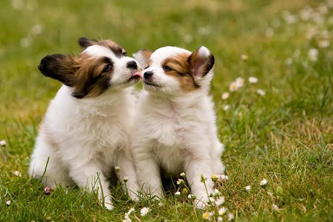 Papillon Dog Breed Information
