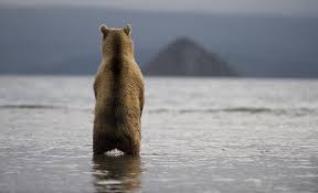 Lonely By Igor Shpilenok 500px Bear Fishing Animal Planet Lovely Creatures