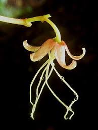 Image result for Tacazzea apiculata