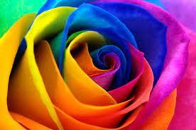 Wow.these are some great pictures, well most of them are but still awesome flowers. Rainbow Flower Stock Photos And Images 123rf