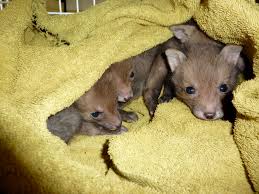 That's why we've gathered 30 facts about animals that you probably a lot of these interesting facts also underscore the similarities and emotional connections that people can share with animals, which. Foxy Facts For Children The Fox Project