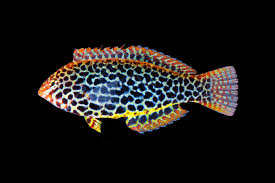 Image result for Lepidagathis randii