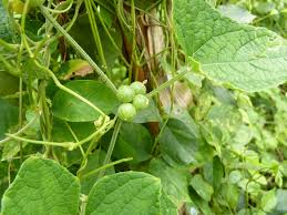 Image result for Cucumis maderaspatanus