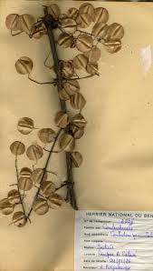 Image result for Combretum paniculatum
