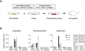 Review and cite cell transformation protocol, troubleshooting and other methodology information | contact experts in cell transformation what is the best chemically competent cells for transformation of 15 kb plasmid?also, i need tips and tricks to increase efficiency thanks. Cellular Transformation By Combined Lineage Conversion And Oncogene Expression Biorxiv