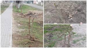 6 ore 12 ore 24 ore 48 ore. 20 Din Cei 100 De Nuci PlantaÅ£i La Secusigiu RupÅ£i Si FuraÅ£i Aradon