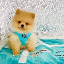 Americanlisted features safe and local classifieds for everything you need! Dolce Teddybear Pomeranian Tiny Paws