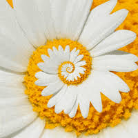 The best gifs are on giphy. Daisy Gifs Get The Best Gif On Giphy