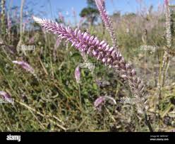 Image result for Hermbstaedtia