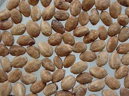 The lotus tree is a plant that is referred to in stories from greek and roman mythology. Ziziphus Lotus Lotus Tree Seeds Plants Dried Herbs