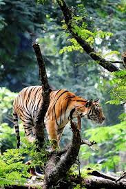 Tiger In The Jungle By Ma Poupoule Big Cats Animals Animals Beautiful
