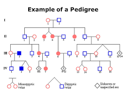 Assignment Pedigrees Ppt Download