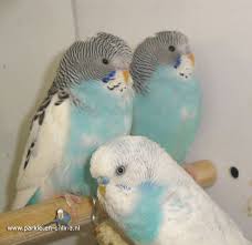 Aviarybirds Parakeets Budgies Parkieten Lovebirds Volierevogels Birdsbreeding Budgielovers Grasparkieten Cute Animals Pet Birds Budgie Parakeet