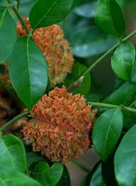 Image result for Pseudobersama