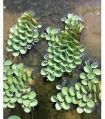 Image result for Salviniaceae