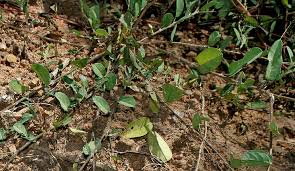 Image result for Alysicarpus zeyheri