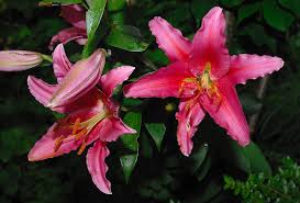 Shop online at best buy in your country and language of choice. Pink Flower Ralf Bauer Flickr