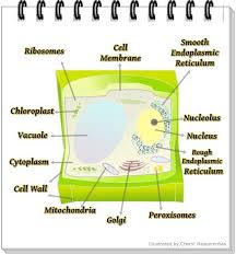 a labeled diagram of the plant cell and functions of its