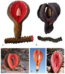 Image result for Hydnora