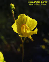Image result for Utricularia gibba