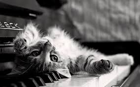 Black And White Photos Black And White Cat Wallpaper Gatitos Adorables Citas Sobre Gatos Gatos Bonitos
