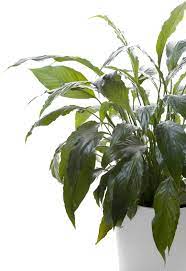 The peace lily plant or spathiphyllum, first came to europe in 1824 when it was discovered by gustav wallis in the colombian jungle.wallis is remembered for his discovery in the peace lily's latin name of s. Repotting Peace Lily Houseplants Does My Peace Lily Need A New Pot