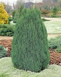 Image result for Disperis johnstonii