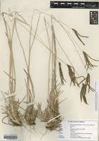 Image result for Eustachys paspaloides