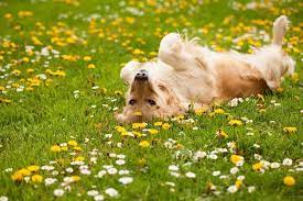 The same is true if your dog is particularly te. Why Does A Dog Get Excited Down There Petbarn