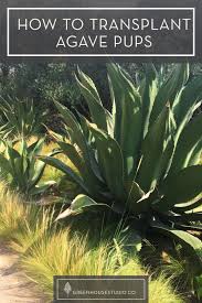 The correct medium is well draining and gritty. How To Propagate And Repot Agave Pups Greenhouse Studio