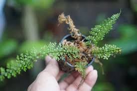 Image result for Asplenium emarginatum
