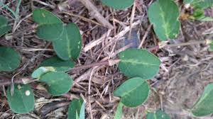 Image result for Alysicarpus