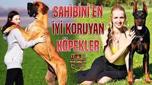 Sahibini En Iyi Koruyan 10 Kopek Youtube