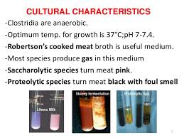Check spelling or type a new query. Clostridium Perfringens