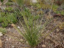 Image result for Nolletia arenosa