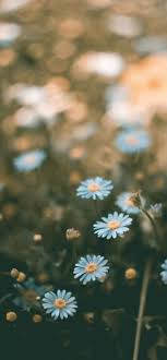 The Reasons Why We Love Flower Wallpaper For Iphone Xr Flower Wallpaper For Iphone Xr In 2020 Flower Iphone Wallpaper Flower Wallpaper 3d Wallpaper Iphone