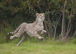 Cheetah Running Animales Salvajes Felino Animales Y Mascotas