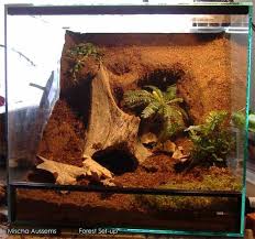 Pin By Eien Akers On Humid Terrarium Inspiration Tarantula Enclosure Gecko Habitat Reptile Enclosure