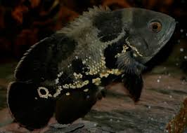 Jenis oscar keempat adalah albino. 11 Jenis Ikan Oscar Terpopuler 2021 Dan Laku Di Pasaran Plus Harga Juraganhobi Com