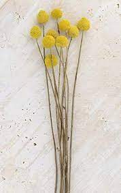 Richland Preserved Billy Buttons Craspedia Set Of 10 Billy Buttons Craspedia Button Flowers