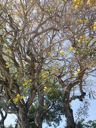 Image result for Handroanthus chrysotrichus