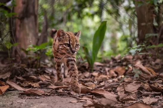 Photos Show New Species of Wild Cat Discovered in Bolivia — The First in  100 Years